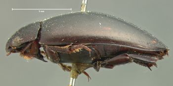 Media type: image;   Entomology 6039 Aspect: habitus lateral view